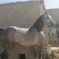 اسب ترکی|اسب و تجهیزات اسب‌سواری|لامرد, |دیوار