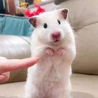 همستر دستی خانگی