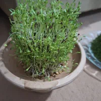 سبزه عید  عروسکی|گل و گیاه طبیعی|نوشین شهر, |دیوار