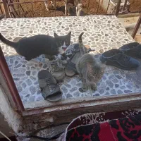 گربه