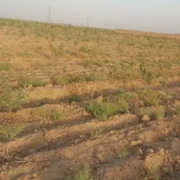 باغ پسته|فروش زمین و ملک کلنگی|بوئین زهرا, |دیوار