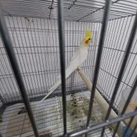 عروس هلندی لوتینو نر اورجینال