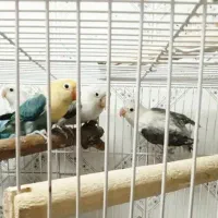 طوطی برزیلی پیش مولد