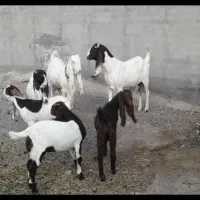 بز پاکستانی