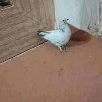 کفتر