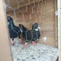 نرماده پلنگ