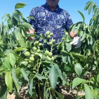 فروش نهال های پربار|خدمات باغبانی و درختکاری|زنجان, |دیوار