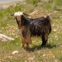 دبر|حیوانات مزرعه|بابا حیدر, |دیوار