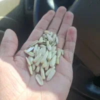 حواله تفاله خشک