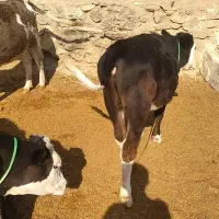 گاو آبستن سیمینتال وهلشتاین