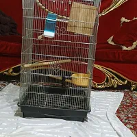 طوطی برزیلی|پرنده|شهر ری, حمزه‌آباد|دیوار