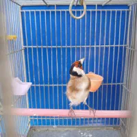 سهره جوجه قفس|پرنده|پردیس, فاز ۴|دیوار