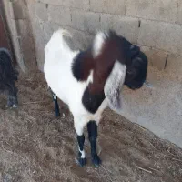 نر بز|حیوانات مزرعه|مشهد, چهاربرج|دیوار