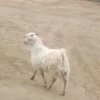 کهره نر محلی چاق