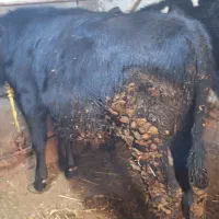 گوساله انگوس سالم وخوشخوراک|حیوانات مزرعه|مهربان, |دیوار