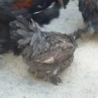 مرغ وخروس چینی وبلژیکی|حیوانات مزرعه|قم, نخودی|دیوار