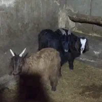 فروش بزغاله