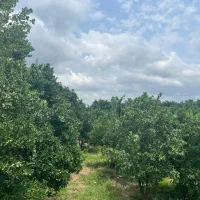 فروش-1800متر-باغ-میوه-سندار-منطقه-کاملا-جنگلی