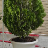 گل کاج سرو