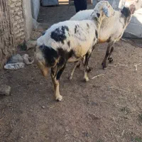 2راس میش آبستن پلنگی|حیوانات مزرعه|سیمین شهر, |دیوار