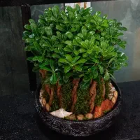 انواع گیاه آپارتمانی|گل و گیاه طبیعی|تهران, قصر فیروزه ۱|دیوار