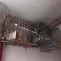 قفس|لوازم جانبی حیوانات|اراک, |دیوار