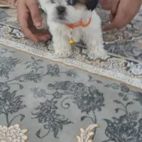 سگ از نژاد شیدزو و پامرین