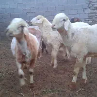 تعداد شیشک و چبش