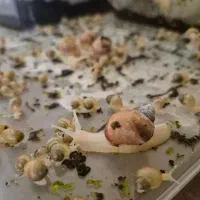 حلزون آلبینو پرورشی سایز کوچک