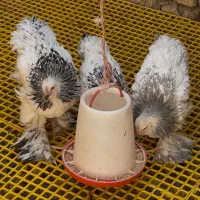 تخم نطفه دار برهما لایت و بلو لایت|حیوانات مزرعه|تهران, زعفرانیه|دیوار