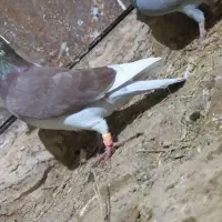 همگی به شرط پرش