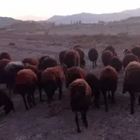 ۶۰راس گوسفند