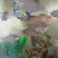 ماهی گورامی