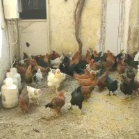 29 عدد مرغ یک عدد خروس