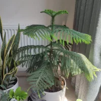 انواع گل با گلدون و زیر گلدانی