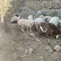 بره چاق|حیوانات مزرعه|درمیان, |دیوار