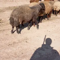 قوچ هترو درجه یک خوش رنگ