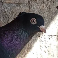 جوجه سرخ عراقی
