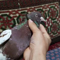 کبوتر|پرنده|آزادشهر, |دیوار