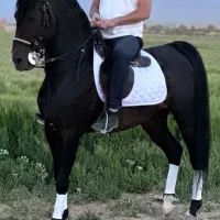 کره نریان