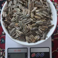 تخمه آفتابگردان نمکی تازه
