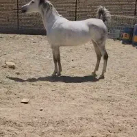 مادیان عرب کرد