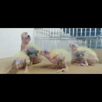 عروس هلندی. طوطی|پرنده|محمدشهر, محمدشهر|دیوار