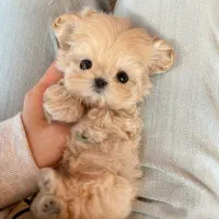 پودل کراس|سگ|تهران, پونک|دیوار