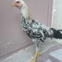 جوجه لاری