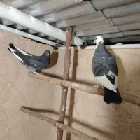 جوجه تهرانی پرشی