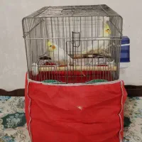 عروس هلندی|پرنده|تاکستان, |دیوار