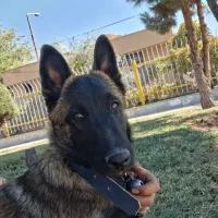 سگ مالینویز بلژیکی فروش فوری|سگ|مرودشت, نقش رستم|دیوار