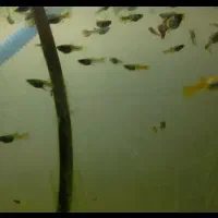 گوپی از یک هفته تا دوماه و نیمه و گیاه کابومبا