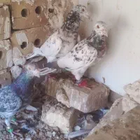 کبوتر‌سار|پرنده|تایباد, |دیوار